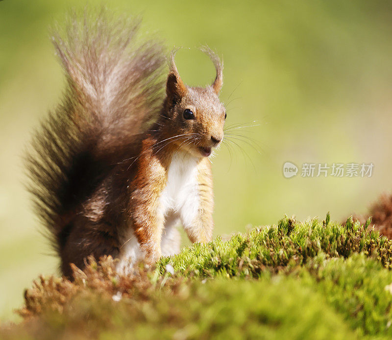 红松鼠(Sciurus vulgaris)